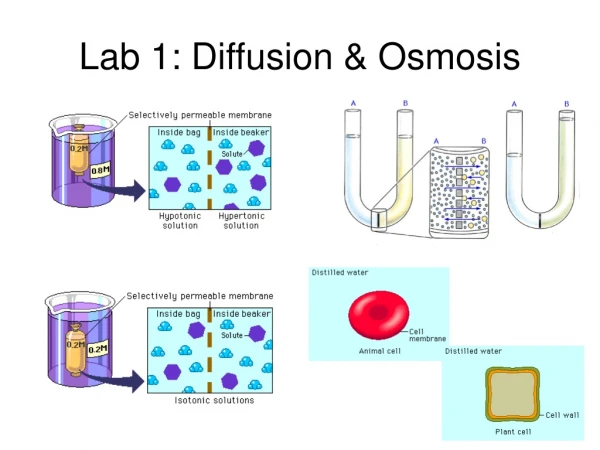Lab 1: Diffusion &amp; Osmosis