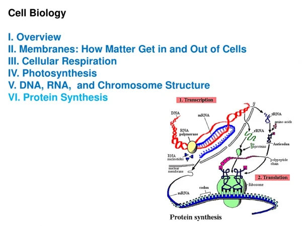 Cell Biology I. Overview II. Membranes: How Matter Get in and Out of Cells