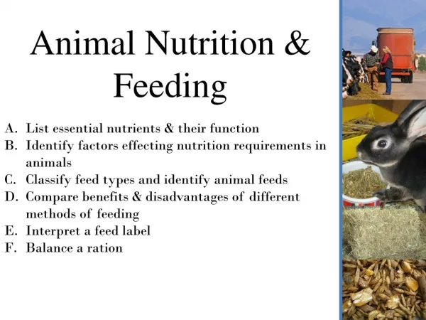 Animal Nutrition &amp; Feeding
