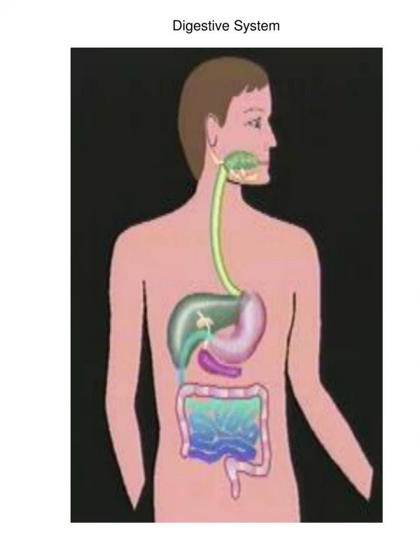 Digestive System