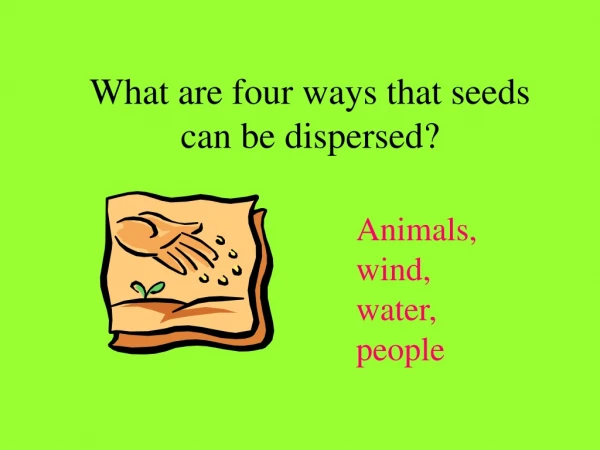 What are four ways that seeds can be dispersed?