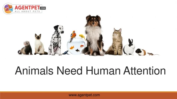 Animal Need Human Attention