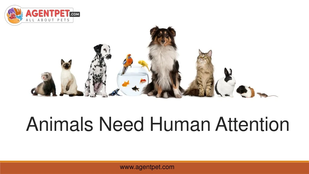 animals need human attention