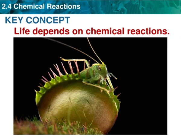 KEY CONCEPT Life depends on chemical reactions.