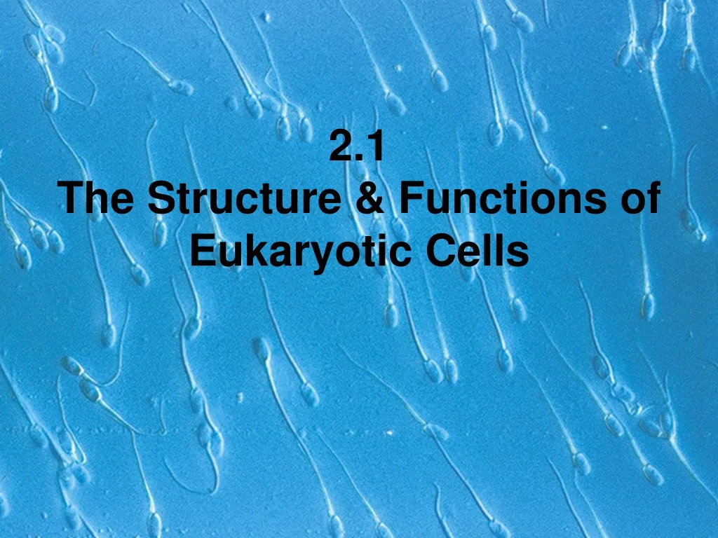 2 1 the structure functions of eukaryotic cells