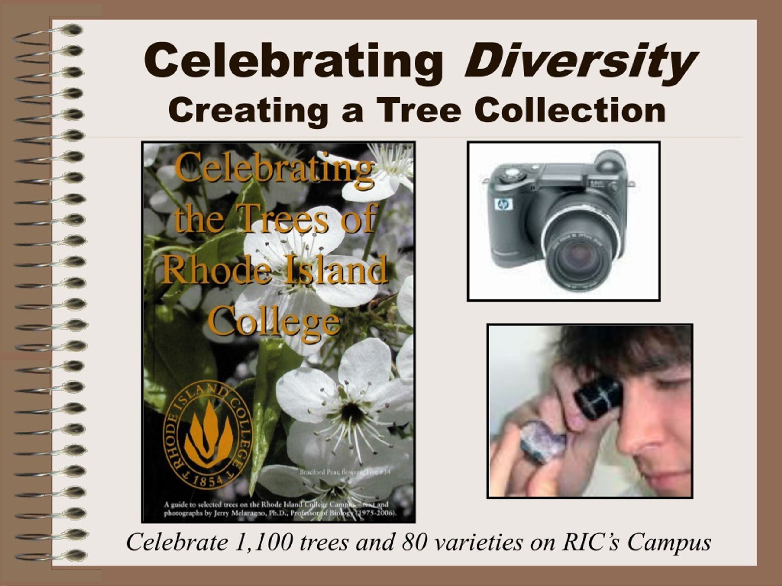 PPT - Celebrating Diversity Creating a Tree Collection PowerPoint ...
