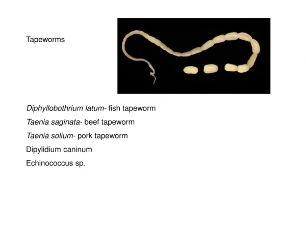 Tapeworms Diphyllobothrium latum- fish tapeworm Taenia saginata- beef tapeworm