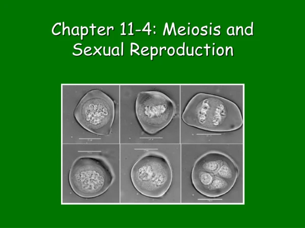 Chapter 11-4: Meiosis and Sexual Reproduction