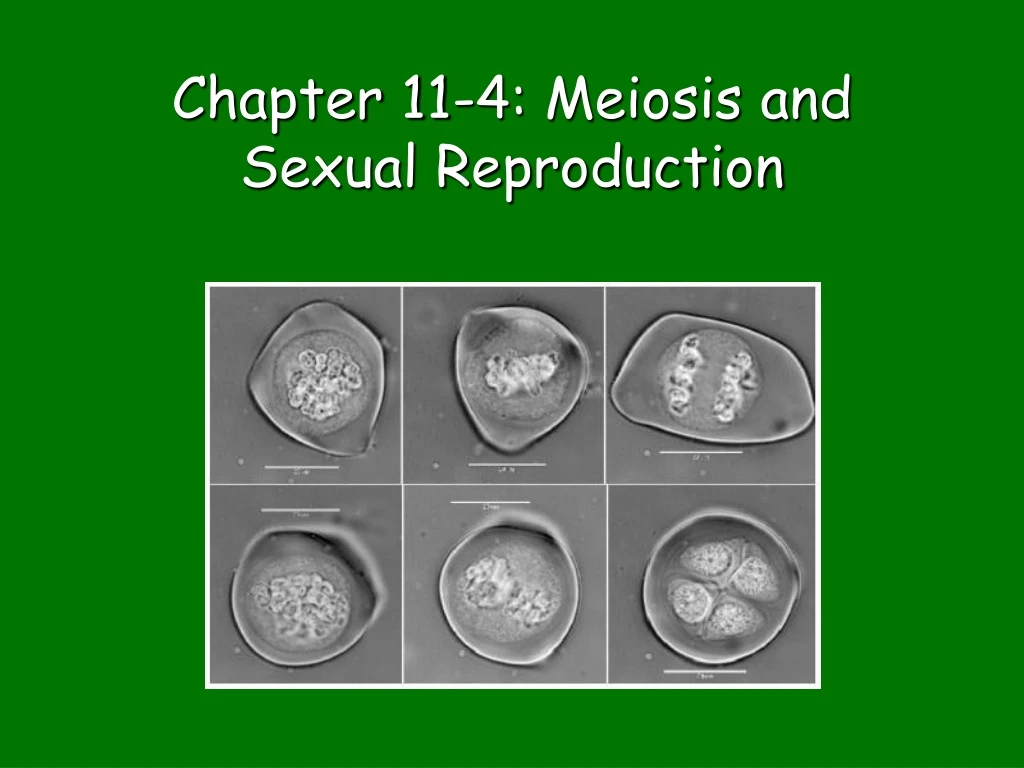 chapter 11 4 meiosis and sexual reproduction