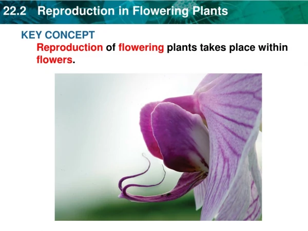 KEY CONCEPT Reproduction of flowering plants takes place within flowers .