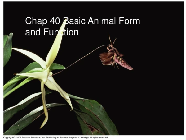 Chap 40 Basic Animal Form and Function