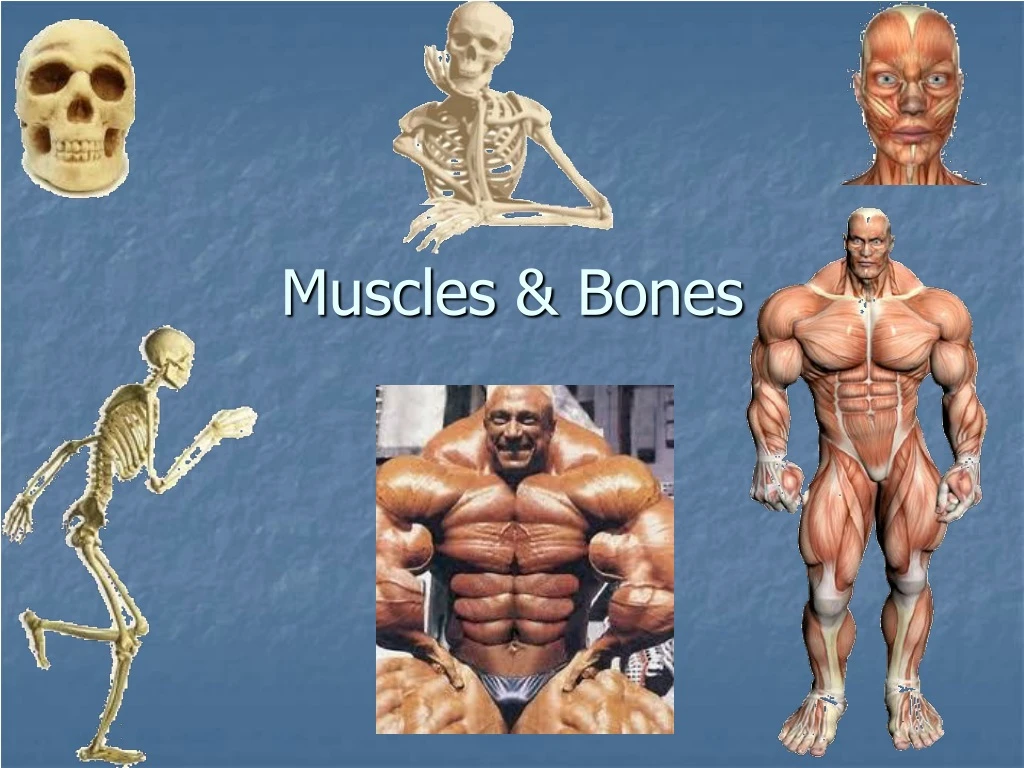 muscles bones