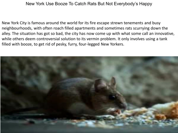 New York Use Booze To Catch Rats But Not Everybody’s Happy