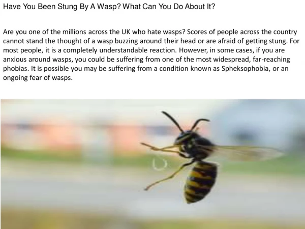Have You Been Stung By A Wasp? What Can You Do About It?
