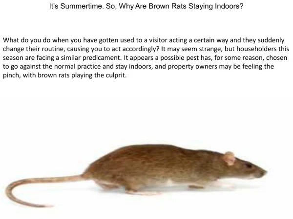 It’s Summertime. So, Why Are Brown Rats Staying Indoors?
