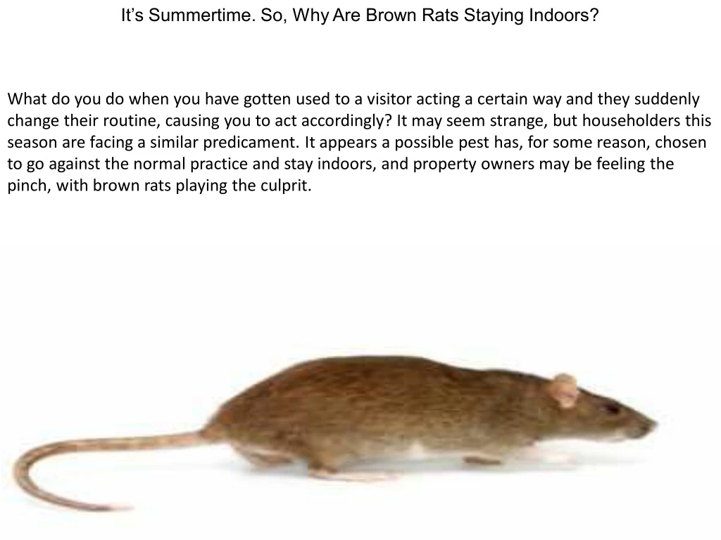 it s summertime so why are brown rats staying