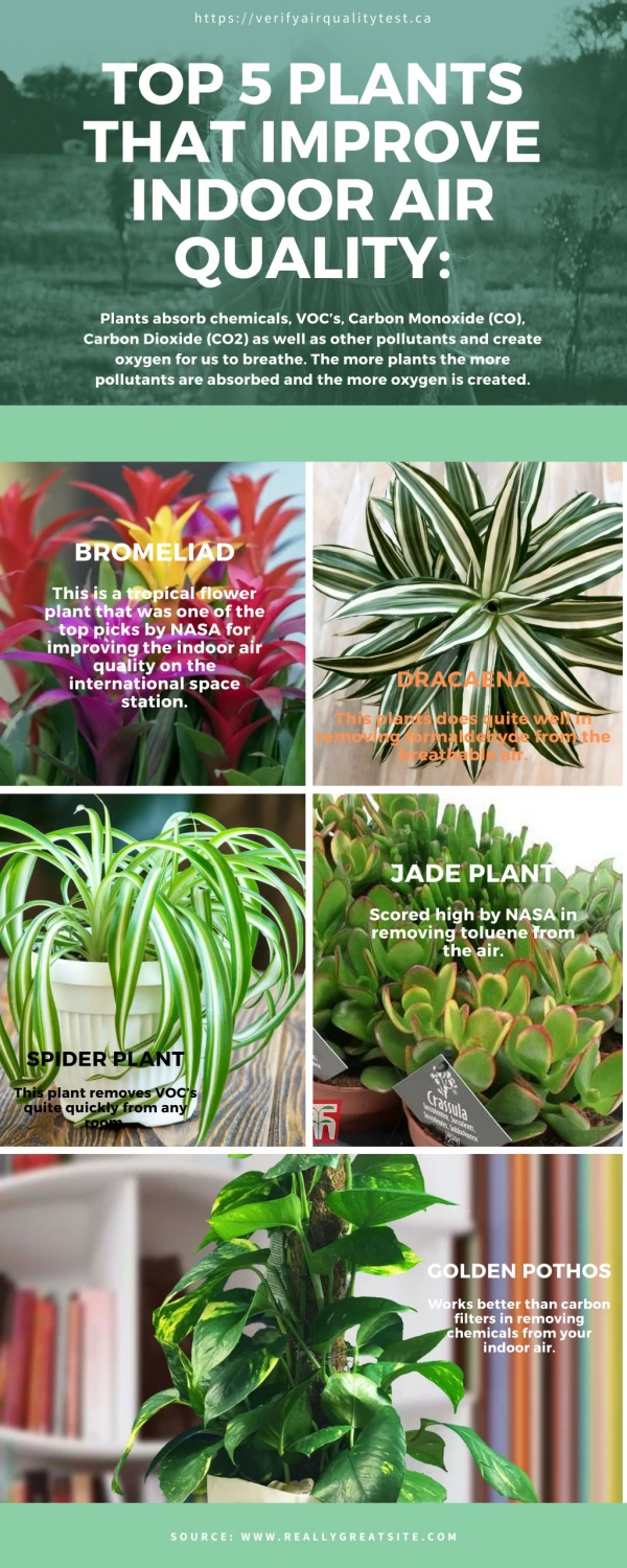 Top 5 plants that improve Indoor Air Quality