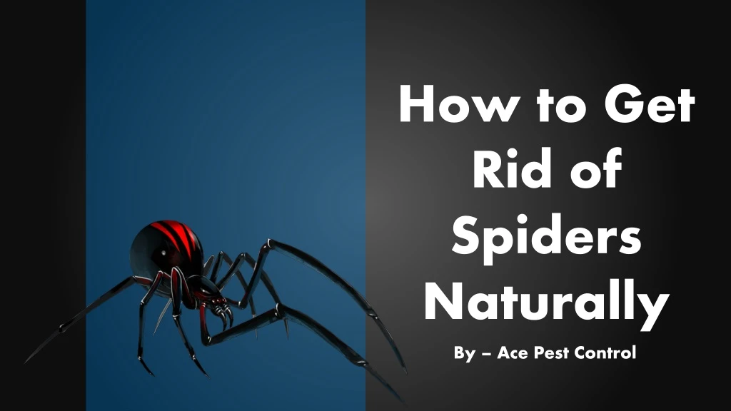how to get rid of spiders naturally