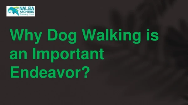 Why Dog Walking is an Important Endeavor