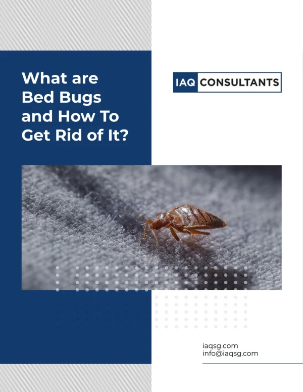 What are Bed Bugs and How To Get Rid of It?