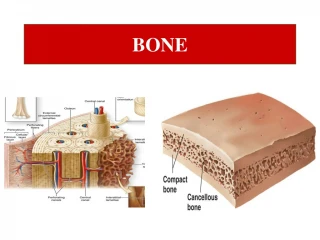 Essential Insights into Bone Tissue: Anatomy, Functions, & Mineralization - slide 1