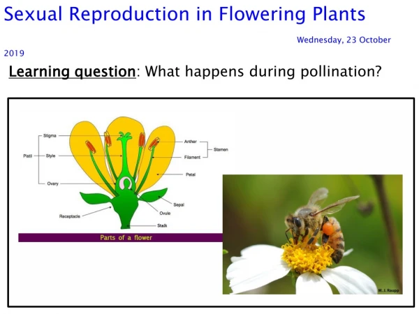 Sexual Reproduction in Flowering Plants								 Wednesday, 23 October 2019