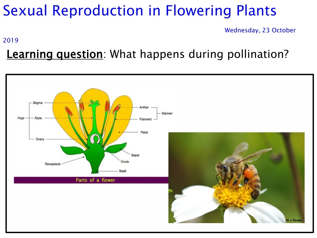 sexual reproduction in flowering plants wednesday