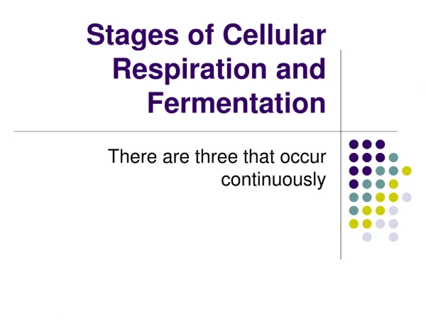 Stages of Cellular Respiration and Fermentation