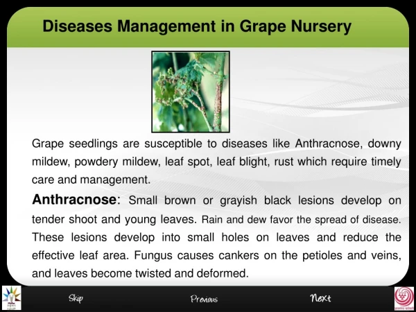 Diseases Management in Grape Nursery