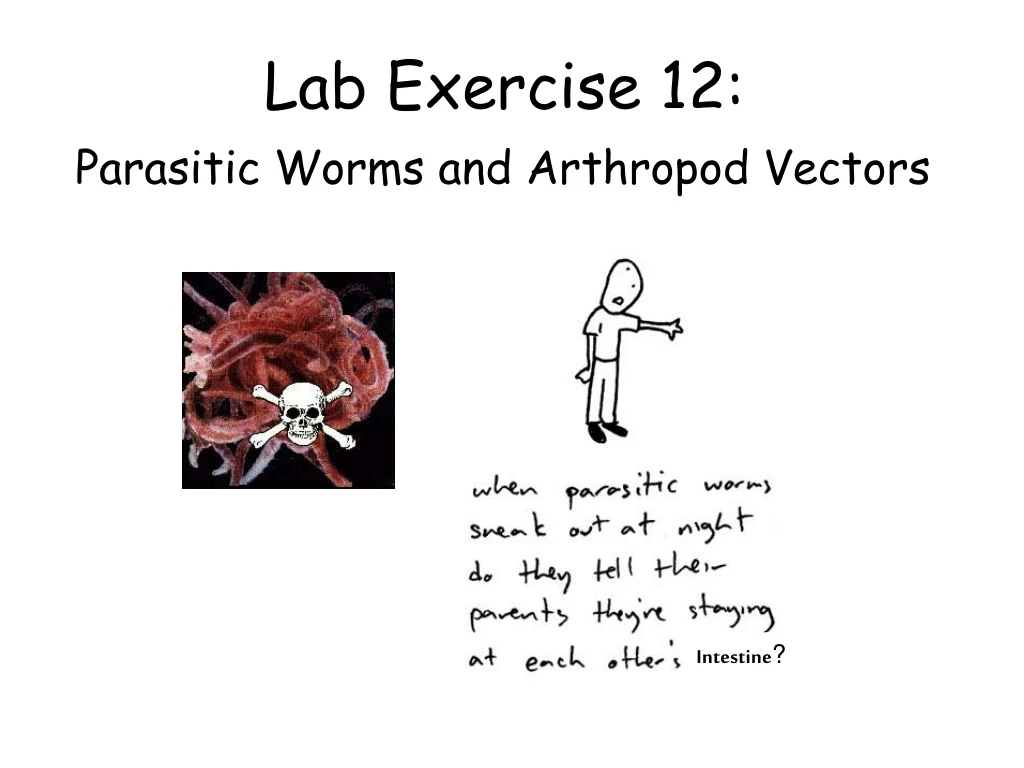 lab exercise 12
