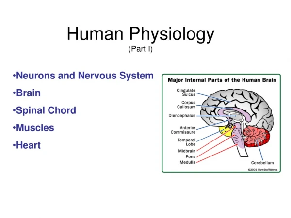 Human Physiology (Part I)