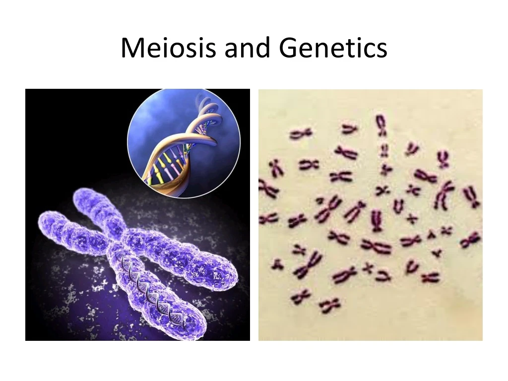 meiosis and genetics