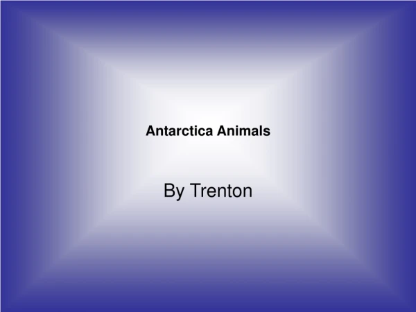 Antarctica Animals