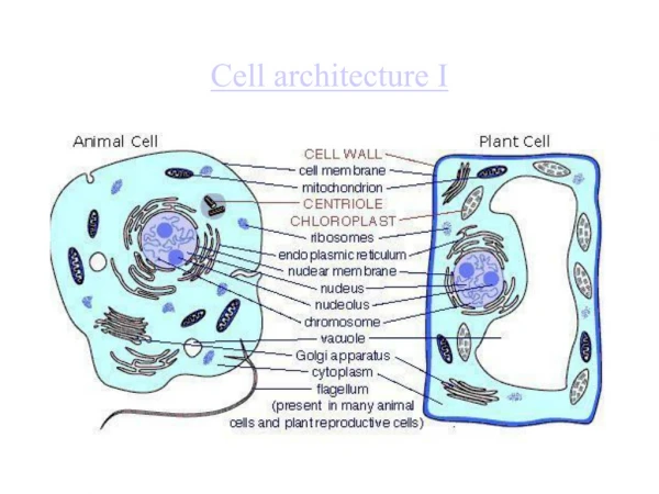 Cell architecture I