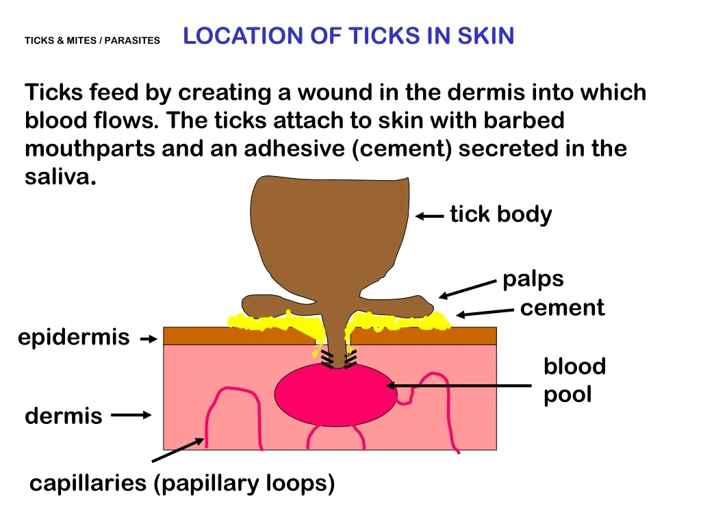 tick body