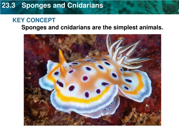 KEY CONCEPT Sponges and cnidarians are the simplest animals.