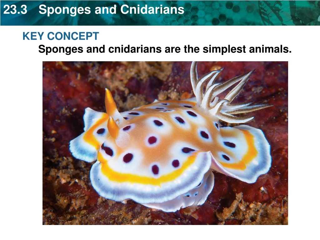 key concept sponges and cnidarians