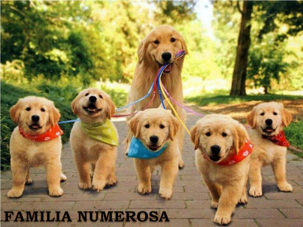 familia numerosa