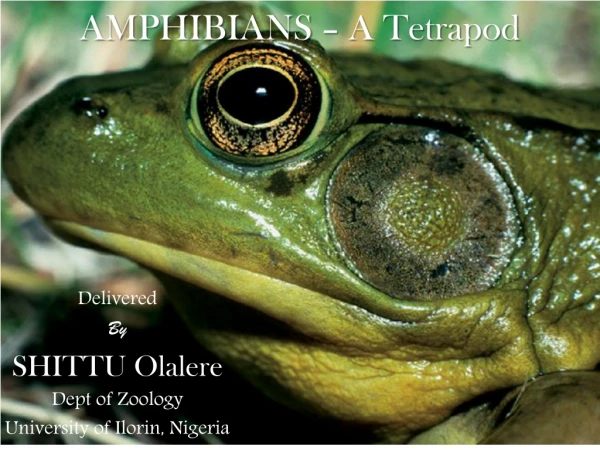 AMPHIBIANS – A Tetrapod