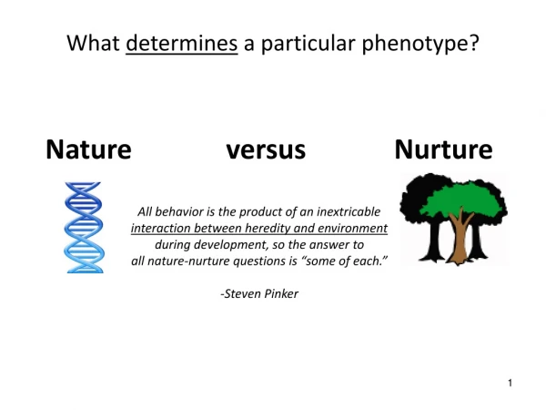 What determines a particular phenotype?