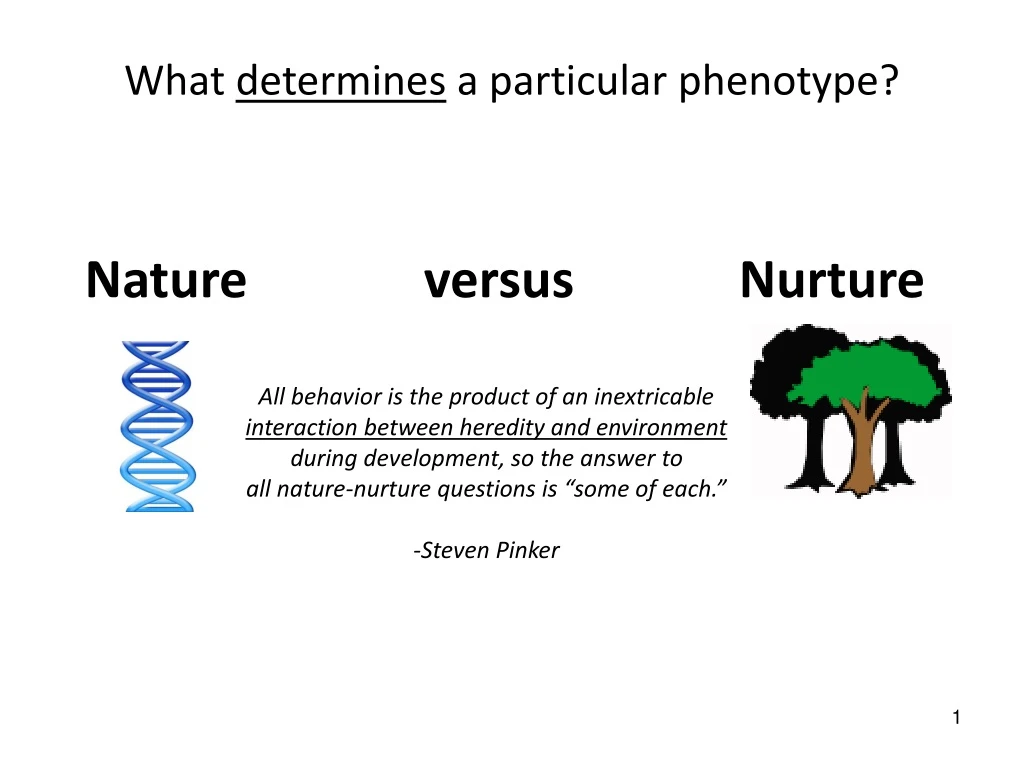 what determines a particular phenotype