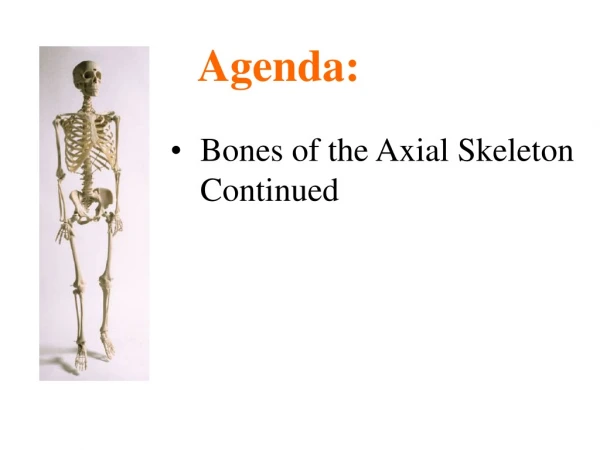 Bones of the Axial Skeleton Continued