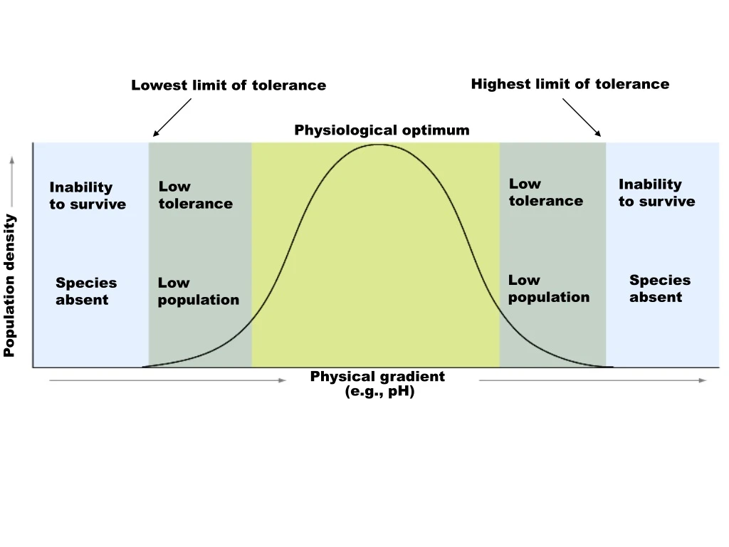 highest limit of tolerance