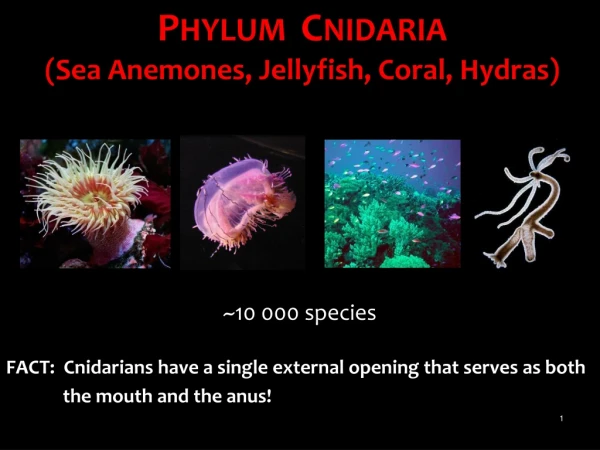 P HYLUM C NIDARIA (Sea Anemones, Jellyfish, Coral, Hydras)