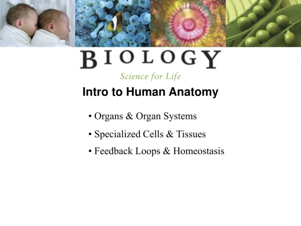 Intro to Human Anatomy