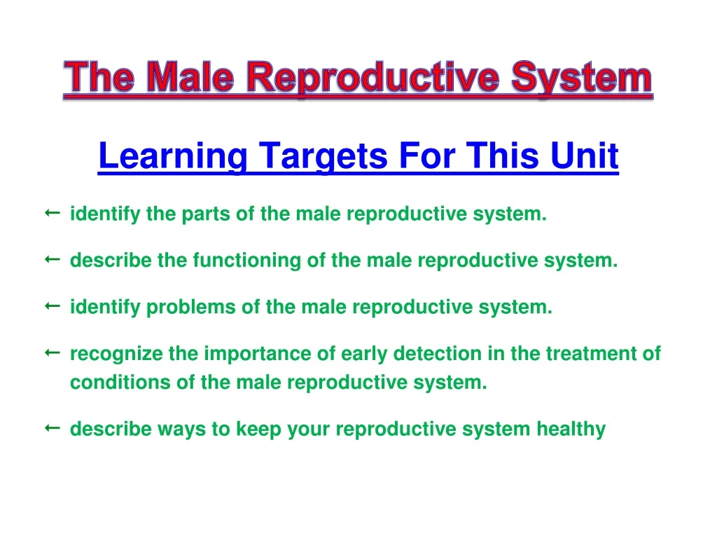 the male reproductive system