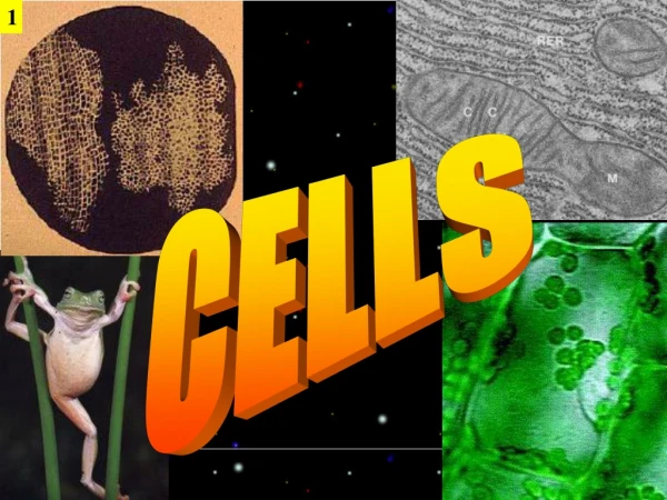 CELLS