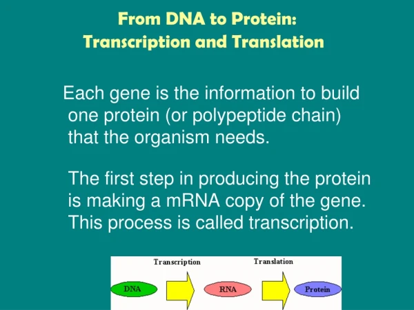 From DNA to Protein: