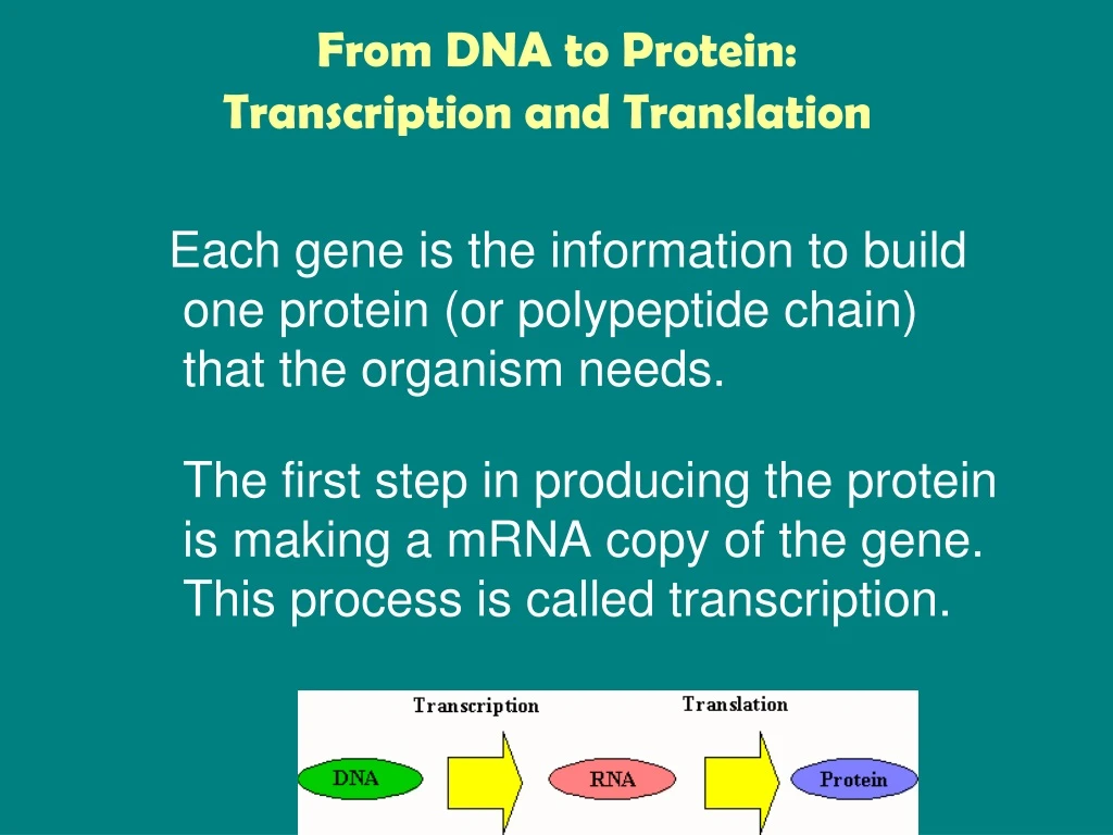 from dna to protein