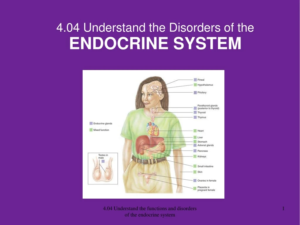 4 04 understand the disorders of the endocrine system